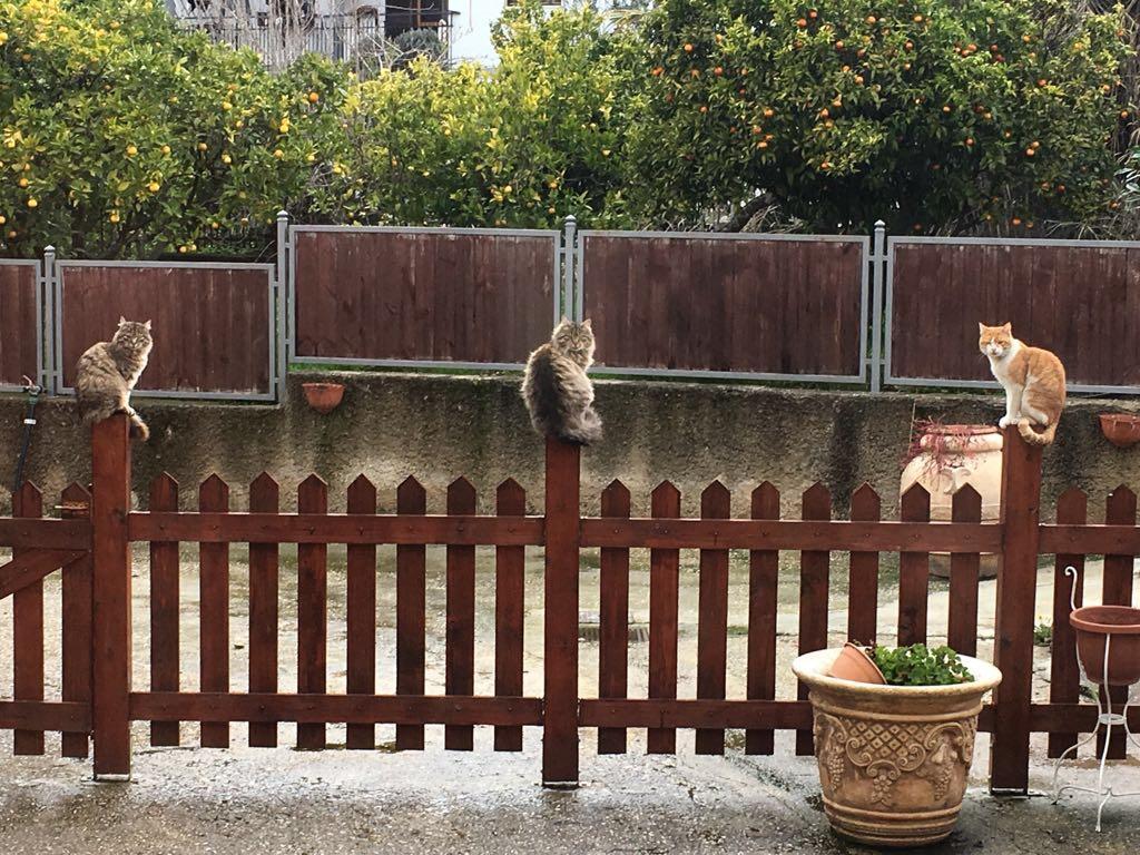 Le Gatte Bed and Breakfast Έμπολι Εξωτερικό φωτογραφία